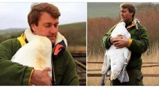 Мужчина спас дикого лебедя, и в качестве благодарности тот не перестает обнимать своего спасителя…