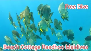 Beach Cottage Rasdhoo Maldives Snorkeling Laura Alexandra from Spain