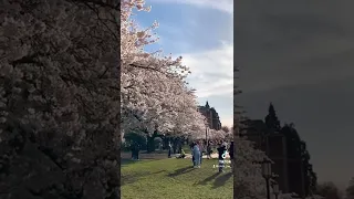 Seattle Cherry Blossoms at UW in Full Bloom