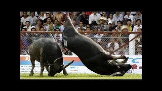 Amazing Buffalo Fight #1 - Buffalo Fighting Viet Nam Festival  2017