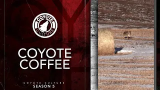 Coyote Hunting, 2 Coyotes: CC Season 5 E2 "Coyote Coffee"