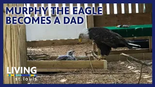 Murphy the Eagle, Who Tried to Hatch a Rock, Becomes Stepdad for Stranded Eaglet | Living St. Louis