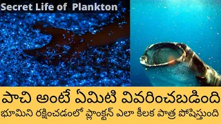 What is Plankton Explained in Telugu | How Plankton Plays Key Role on Protecting Earth in Telugu