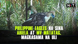 Philippine eagles na sina Ariela at MV Matatag, magkasama na uli