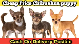 Chihuahua Puppies | Chihuahua Dog Price In India | Cute Dog | Small Dog | Chihuahua Dog Breed |