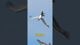 Kekuatan burung falcon  #trending #shortvideo