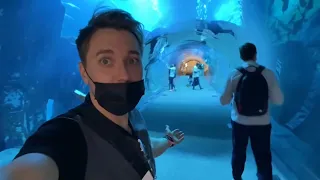 Дубай 😍 аквариум 🐠 и пингвины 🐧в Dubai Mall. Купили билеты в 3 раза дешевле