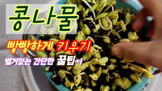 [콩나물기르기]절대실패할수없는 콩나물키우기/콩나물 잘키우는꿀팁/서리태로 콩나물기르기/How to Grow Bean Sprouts.