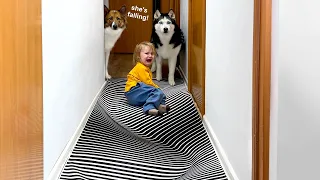 Will a Baby and Dogs Believe in an Optical Illusion?