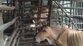 Sapi Baru Jantan Super Lokal Wak Rasya ( Kandang Wazha Farm)