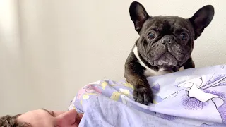 French bulldog in the first minutes after waking up