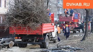 Массовая вырубка деревьев на улице Ленина