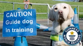 How to train a guide dog - Guinness World Records