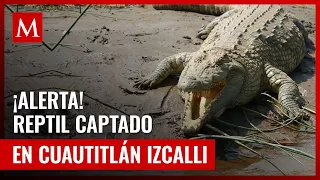 Cocodrilo en laguna de Cuautitlán Izcalli: Residente desde hace más de 3 años