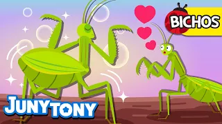 Insectos Buscando Amor | Bichos | Mantis Verde, Chinche, Luciérnaga | Juny Tony en español