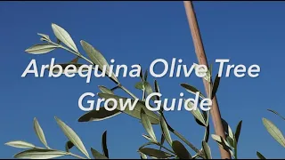 How to Grow Arbequina Olive Trees for BEST Olive Production