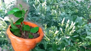 Nithyamalli  plant  propagate from cutting in Tamil/nithyamalli  growing tips in terrace garden