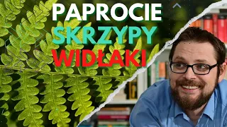 Paprocie, skrzypy i widłaki, czyli niegdyś paprotniki to ciekawe rośliny, z kilkoma ciekawostkami