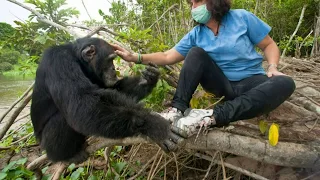 Will Ponso The Loneliest Chimp In The World Finally Get A Friend And A New Home ?