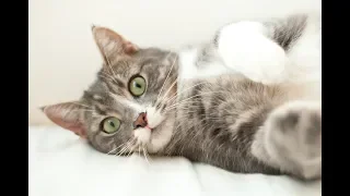 Cats are so funny you will die laughing - Funny cat compilation 2020