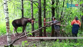 Спасение лося из петли-ловушки в Катав-Ивановском районе