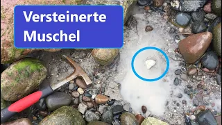 Muscheln und Katzengold in Nienhagen - Fossilien suchen an der Ostsee