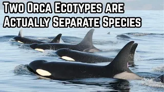 Two Orca Ecotypes are Actually Separate Species