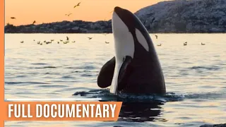 Killer whales hunting in Olympic National Park