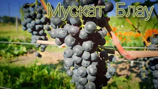 Сорт винограду МУСКАТ БЛАУ🍇