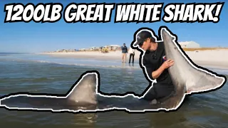 Florida Fisherman Reels In 1200LB Great White Shark!