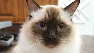 Ragdoll cats are MASSIVE