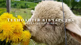 Technology of sheep breeding / All about sheep / Scientific film