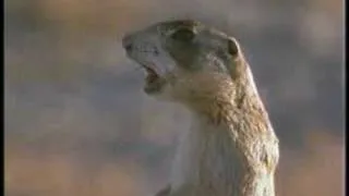 Prairie Dog Lunch