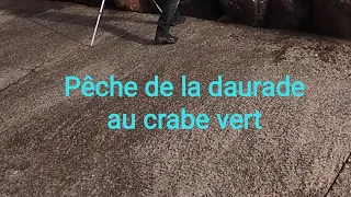 Pêche de la daurade au crabe vert avec 2 hameçons