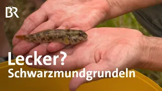 Bayerns neue Fische: Wie schmecken Schwarzmundgrundeln | Zwischen Spessart und Karwendel | BR