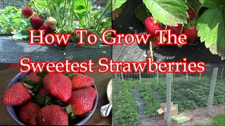 How To Grow The Sweetest Strawberries Ever