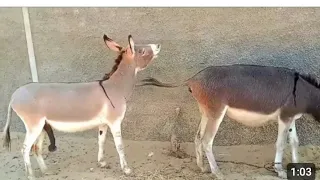 Male and female donkey meeting/Village and Wild Donkey Mating/मिलने के बाद आराम की स्थिति में गधा