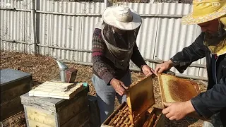 Punem Matii Mai Facem Unele Lucrari #apicultura