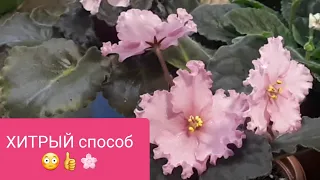 УСКОРЯЕМ!😳 Фиалка за полгода!!!👍🌸🌸🌸