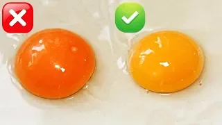 Цвет желтка куриного яйца указывает на пользу яиц, не все яйца полезны