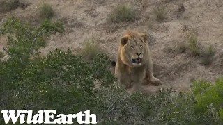 WildEarth - Sunset Safari - 23 Sep 2022