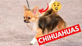 Chihuahua Dogs: Personality, Temperament and Training | Chihuahua Facts 101 |