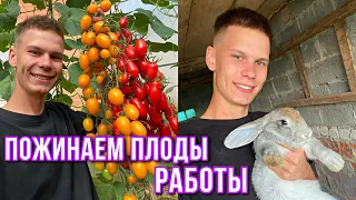 Урожайный год в Деревне / Строим новый Птичник /  Копаем картошку 🥔