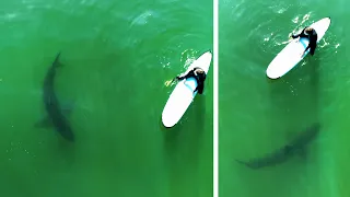 Great White Shark Encounters a Surfer & a Curious Young Shark Engages with Pollution.