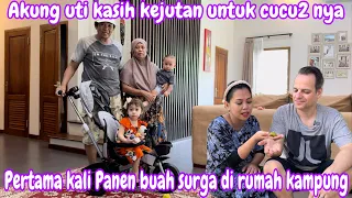 AKUNG UTI  KASIH KEJUTAN UNTUK CUCU2 NYA || PERTAMA KALI PANEN BUAH SURGA DI RUMAH KAMPUNG