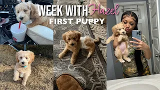 I got a puppy! first week with my 8 week old maltipoo + family time!