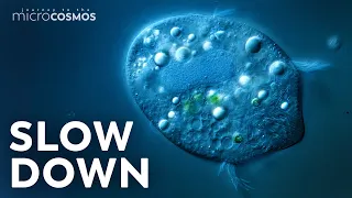 Microbes in Slow Motion