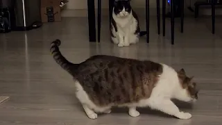 cats freak out for no reason sometimes