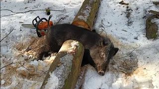 ЖИЗНЬ В ЛЕСУ | Строительство и благоустройство лесного приюта |  бушкрафт | bushcraft.