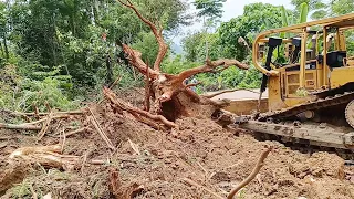 Caterpillar Bulldozer D6R XL Powerfully Pushes Large Wood Roots on the Road in Progress